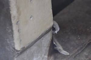 sabiaspalavras.com - Bebê suricata fica tímido quando fotógrafo o pega escondido