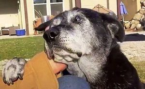 sabiaspalavras.com - Cão idoso abandonado coloca a pata no braço de um homem implorando por empatia