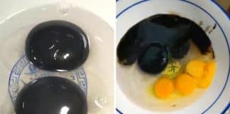 Especialistas estão confusos com ganso que supostamente põe ovos de gema preta