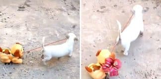 Cadelinha ganha cãozinho de brinquedo e agora passeia com ele na coleira