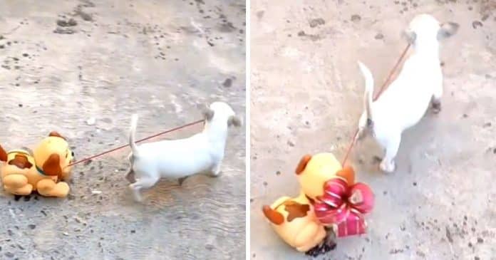 Cadelinha ganha cãozinho de brinquedo e agora passeia com ele na coleira