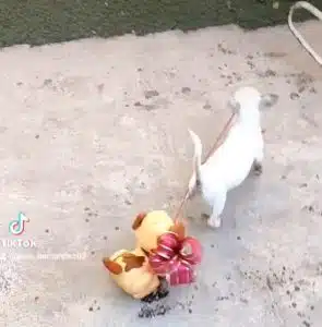 Cadelinha ganha cãozinho de brinquedo e agora passeia com ele na coleira sabiaspalavras.com - Cadelinha ganha cãozinho de brinquedo e agora passeia com ele na coleira