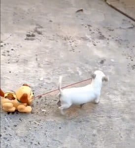 sabiaspalavras.com - Cadelinha ganha cãozinho de brinquedo e agora passeia com ele na coleira