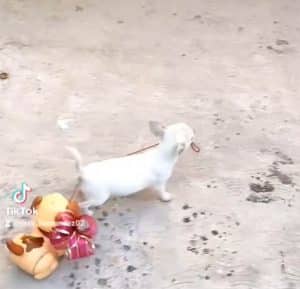 sabiaspalavras.com - Cadelinha ganha cãozinho de brinquedo e agora passeia com ele na coleira