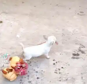 Cadelinha ganha cãozinho de brinquedo e agora passeia com ele na coleira sabiaspalavras.com - Cadelinha ganha cãozinho de brinquedo e agora passeia com ele na coleira