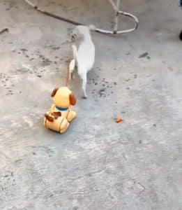 sabiaspalavras.com - Cadelinha ganha cãozinho de brinquedo e agora passeia com ele na coleira