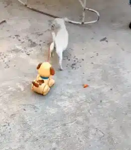 Cadelinha ganha cãozinho de brinquedo e agora passeia com ele na coleira sabiaspalavras.com - Cadelinha ganha cãozinho de brinquedo e agora passeia com ele na coleira