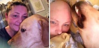Ela sobreviveu ao câncer pois seu Labrador “herói” salvou sua vida “farejando” o tumor