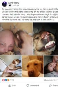 sabiaspalavras.com - Ela sobreviveu ao câncer pois seu Labrador "herói" salvou sua vida "farejando" o tumor