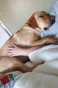 sabiaspalavras.com - Ela sobreviveu ao câncer pois seu Labrador "herói" salvou sua vida "farejando" o tumor