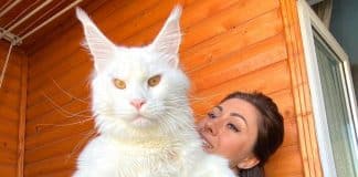 ‘Meu gato é tão grande que todos pensam que ele é um cachorro – e ele ainda está crescendo’