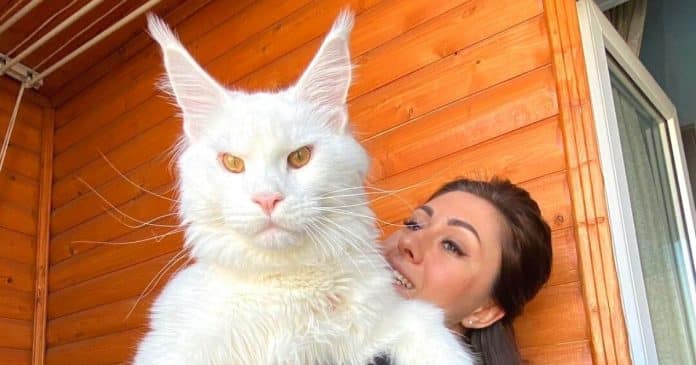 ‘Meu gato é tão grande que todos pensam que ele é um cachorro – e ele ainda está crescendo’