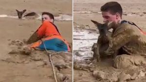 sabiaspalavras.com - Adolescentes corajosos mergulham em poço de lama para salvar canguru atolado até o pescoço