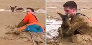 Adolescentes corajosos mergulham em poço de lama para salvar canguru atolado até o pescoço