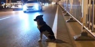 Comovente: cão leal esperou mais de 80 dias na estrada onde seu dono partiu em acidente