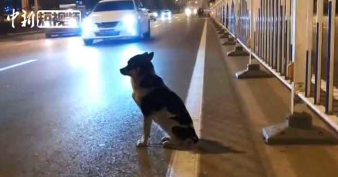 Comovente: cão leal esperou mais de 80 dias na estrada onde seu dono partiu em acidente