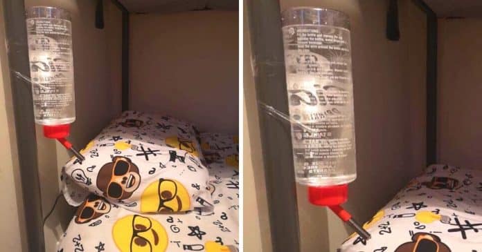 Mãe colocou um bebedouro de animais na cama do filho para que ela não fosse acordada pela sede dele