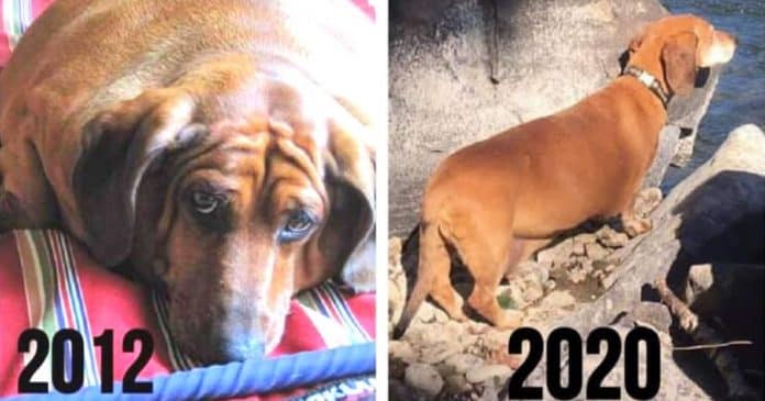 A incrível história de Obie, o cachorro ‘salsicha’ super obeso