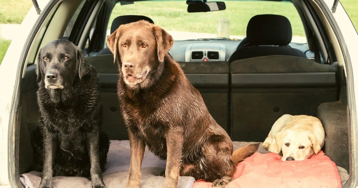 Após separação, ex-mulher entra na justiça para pedir pensão alimentícia para ajudar nos custos com pets