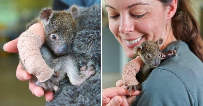 Bebê Coala órfã recebe braço de gesso minúsculo após cair de árvore – ela teve muita sorte