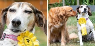 Cachorrinha foge de casa e volta com premiação de exposição canina