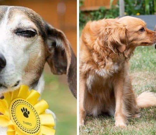 Cachorrinha foge de casa e volta com premiação de exposição canina