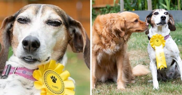 Cachorrinha foge de casa e volta com premiação de exposição canina