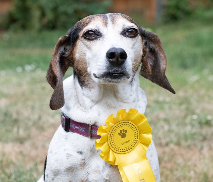 sabiaspalavras.com - Cachorrinha foge de casa e volta com premiação de exposição canina