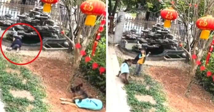 Vídeo: Cachorro inteligente salva criança de cair em tanque e ainda resgata bola