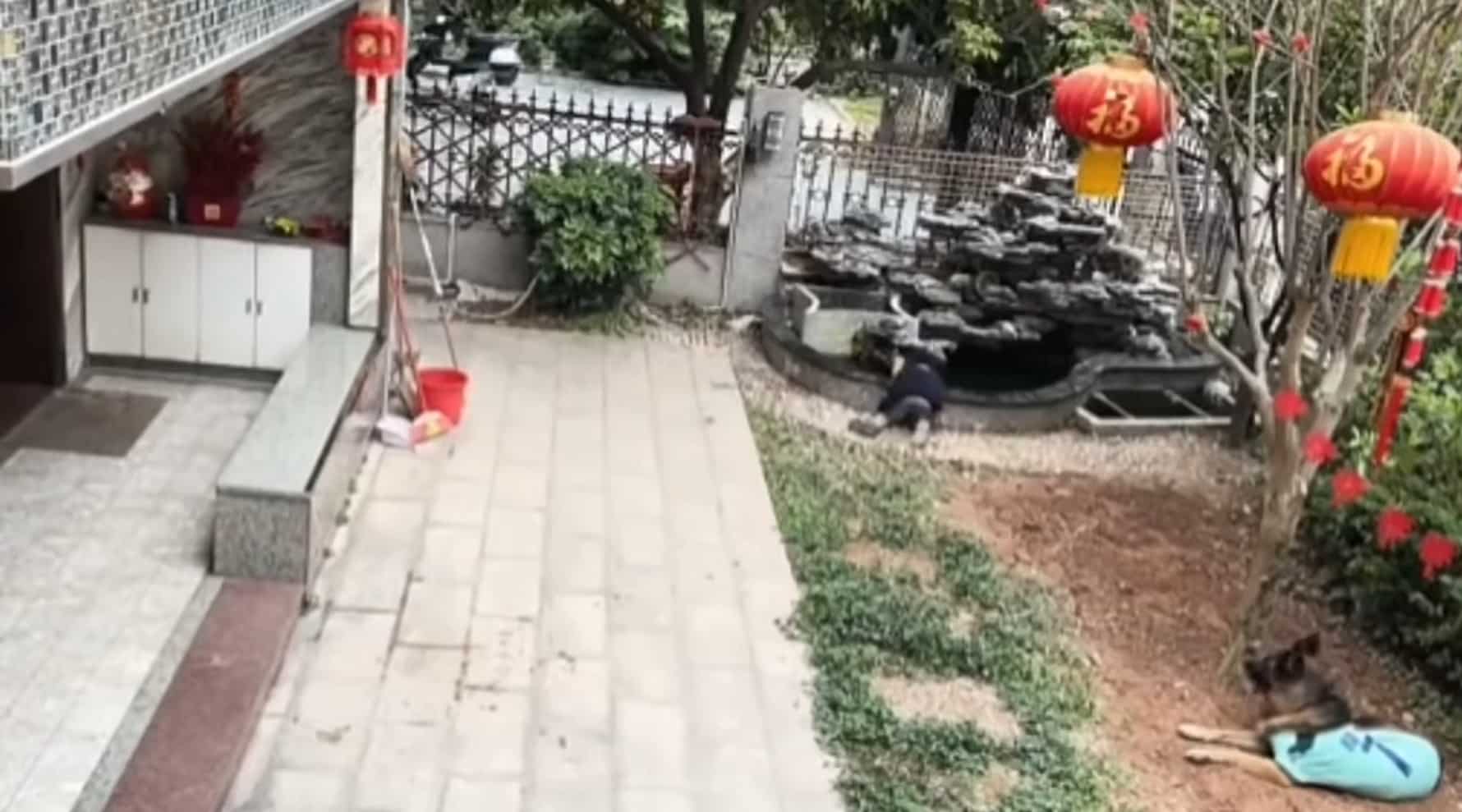 sabiaspalavras.com - Vídeo: Cachorro inteligente salva criança de cair em tanque e ainda resgata bola