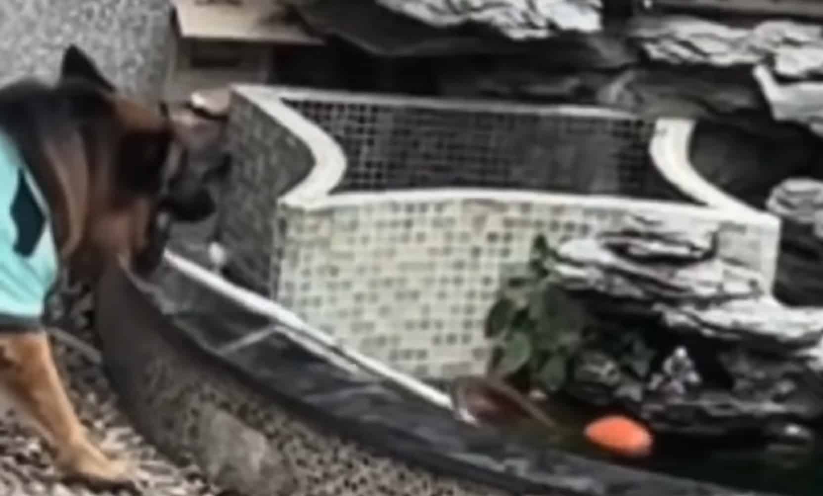 sabiaspalavras.com - Vídeo: Cachorro inteligente salva criança de cair em tanque e ainda resgata bola