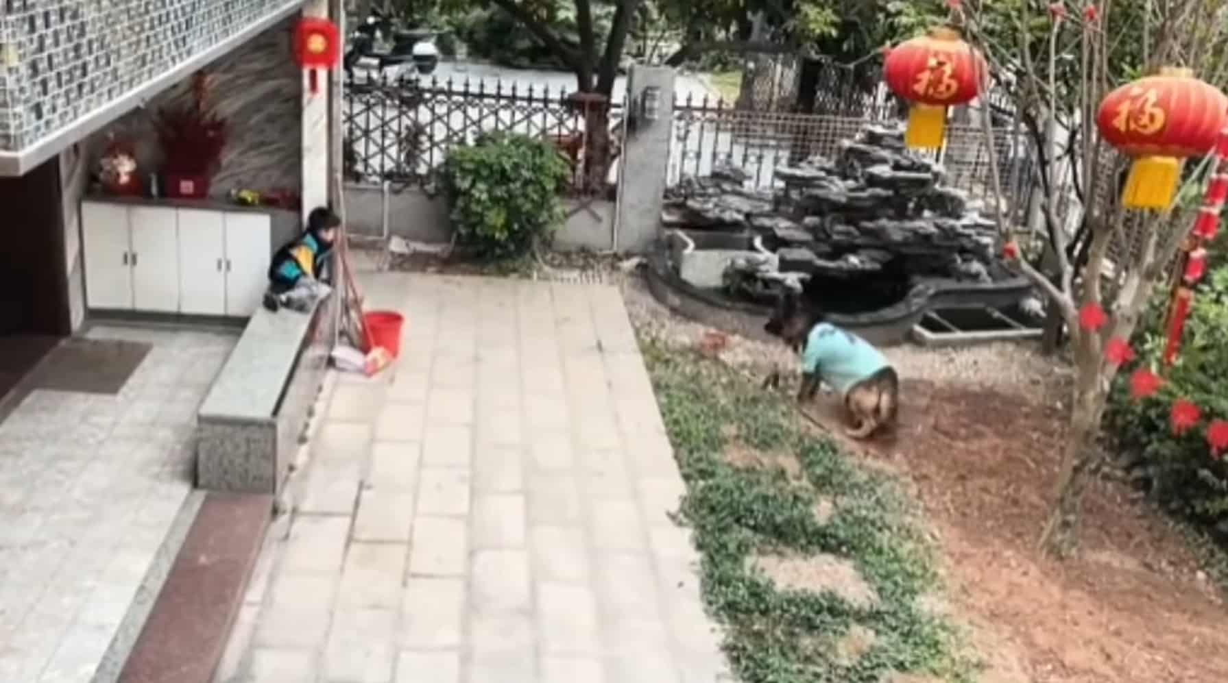 sabiaspalavras.com - Vídeo: Cachorro inteligente salva criança de cair em tanque e ainda resgata bola