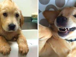 Filhote de golden teve que usar aparelho odontológico para corrigir os dentes