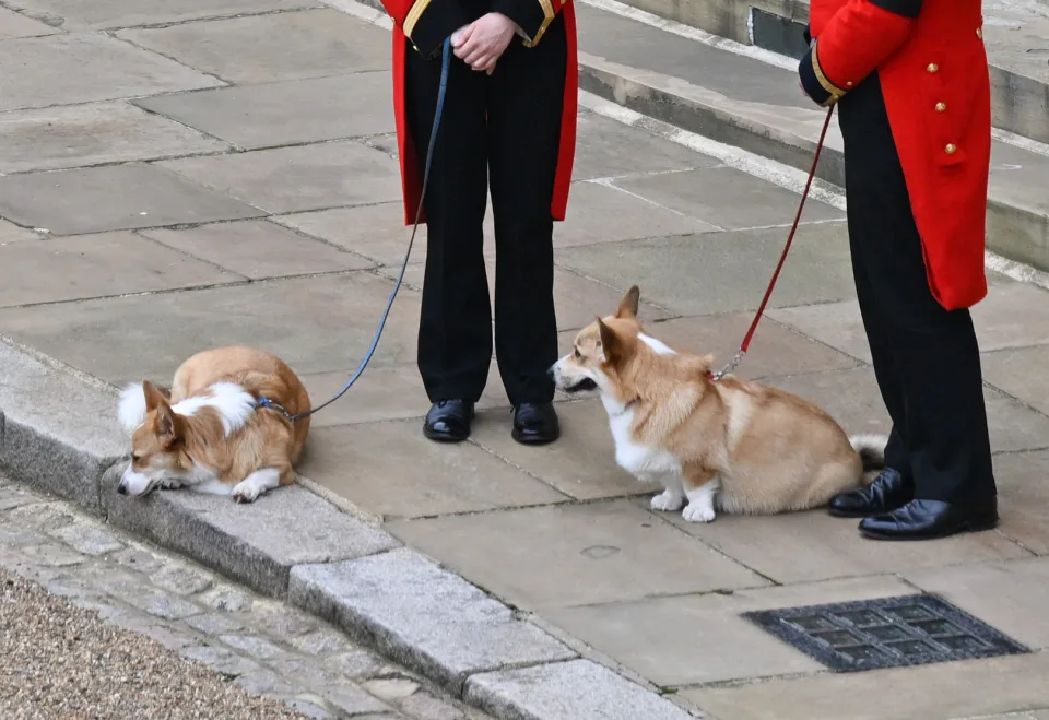 sabiaspalavras.com - O caixão da rainha passa por seus amados corgis enquanto a monarca é enterrada