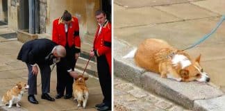 O caixão da rainha passa por seus amados corgis enquanto a monarca é enterrada