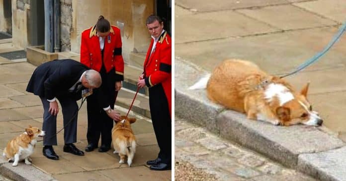 O caixão da rainha passa por seus amados corgis enquanto a monarca é enterrada