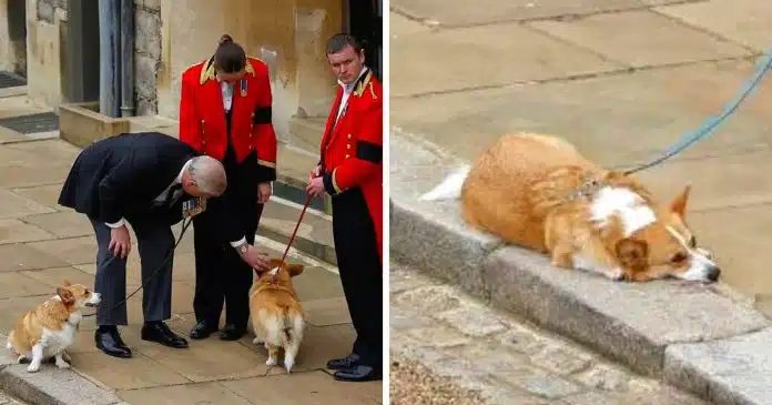 o-caixao-da-rainha-passa-por-seus-amados-corgis-enquanto-a-monarca-e-enterrada O caixão da rainha passa por seus amados corgis enquanto a monarca é enterrada