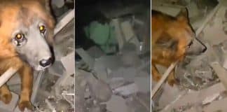 Cão sobreviveu a míssil russo e permanece no meio dos escombros à procura da família