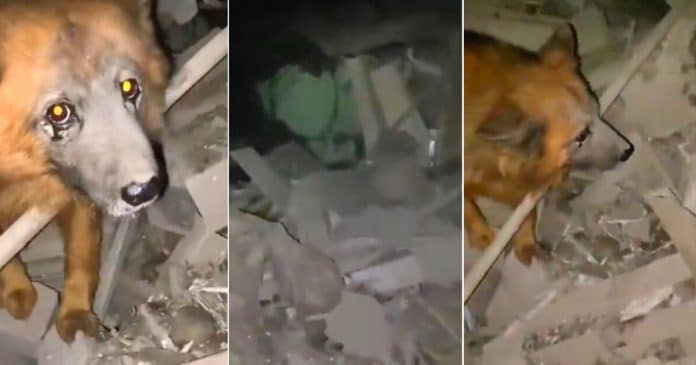 Cão sobreviveu a míssil russo e permanece no meio dos escombros à procura da família
