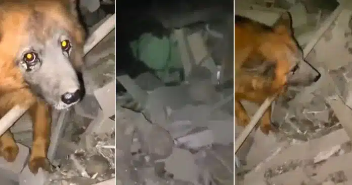 Cão sobreviveu a míssil russo e permanece no meio dos escombros à procura da família