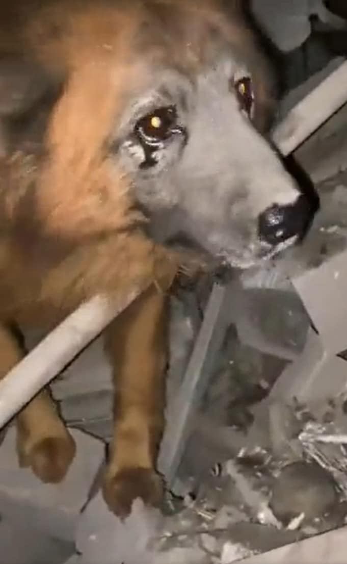 sabiaspalavras.com - Cão sobreviveu a míssil russo e permanece no meio dos escombros à procura da família