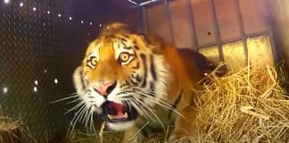 Vídeo emocionante mostra a reação de animais ao serem colocados em liberdade