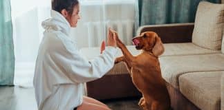 35 razões que cães são melhores que namorados de qualquer maneira