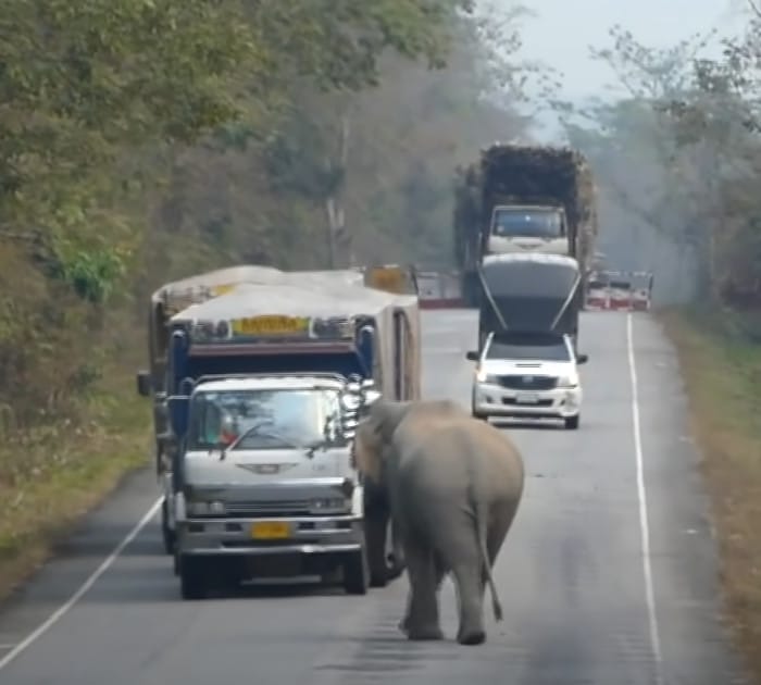 sabiaspalavras.com - VÍDEO: Bebê elefante para o trânsito para roubar cana-de-açúcar de caminhão