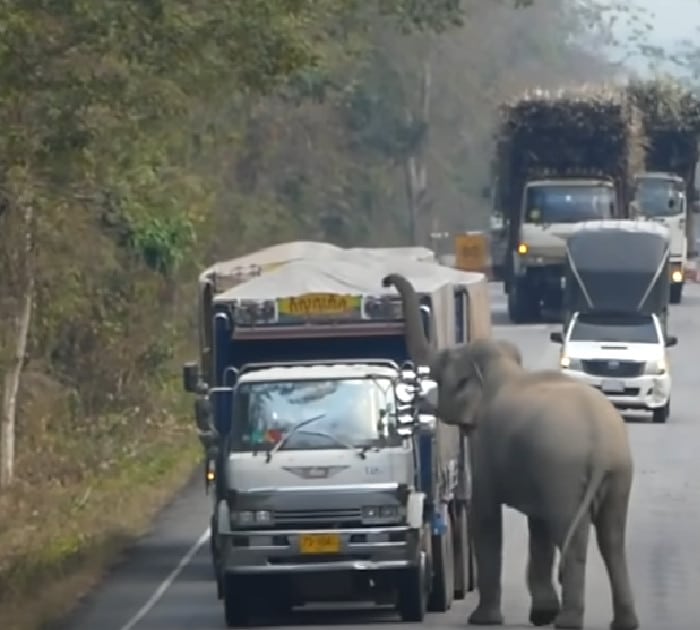 sabiaspalavras.com - VÍDEO: Bebê elefante para o trânsito para roubar cana-de-açúcar de caminhão