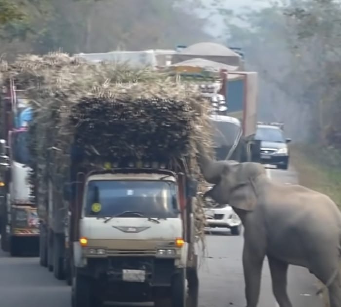 sabiaspalavras.com - VÍDEO: Bebê elefante para o trânsito para roubar cana-de-açúcar de caminhão