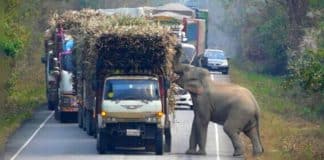 VÍDEO: Bebê elefante para o trânsito para roubar cana-de-açúcar de caminhão