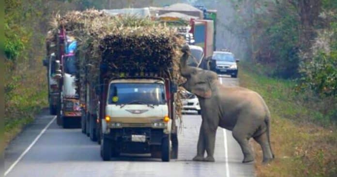 VÍDEO: Bebê elefante para o trânsito para roubar cana-de-açúcar de caminhão