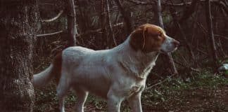 Depois de ser abandonado, cachorro viaja 70km para morder ex-dono