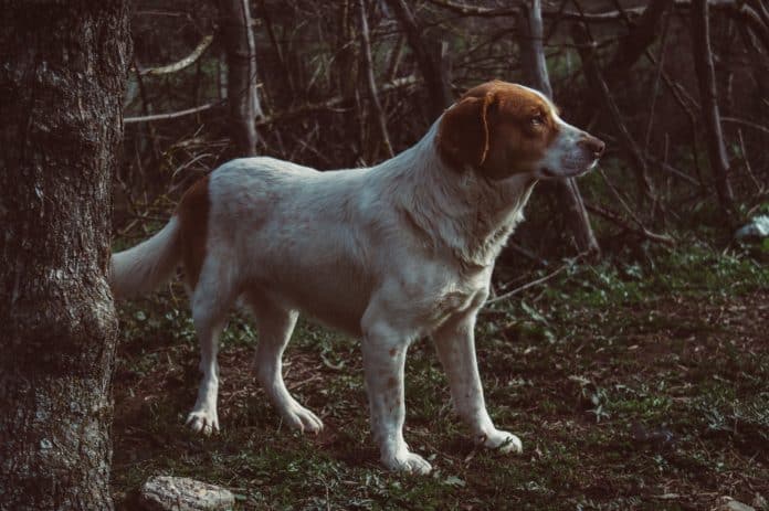 Depois de ser abandonado, cachorro viaja 70km para morder ex-dono